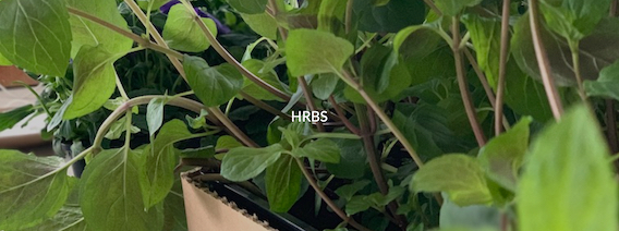 HRBS 2